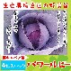 �ڤƤ��ޤ��ġ� �祭��٥���  �ѥ��ӡ� 4������ѥå� �պ��� �ڿ͵���