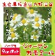 �ڤƤ��ޤ��ġۥϡ����� ���㡼�ޥ󥫥�ߡ��� ������ 9cm�ݥå� ����� ���� �� ���� �ڿ͵���
