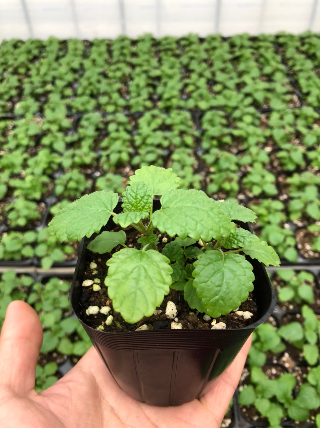 てしまの苗 ハーブ苗 レモンバーム 実生苗 9cmポット 野菜苗 培土 種 堆肥 人気 てしまの野菜苗 葉菜類の苗 その他季節の野菜 てしまの苗屋 本店