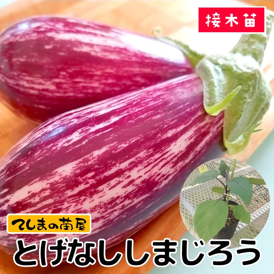 �ڤƤ��ޤ��ġۥʥ��ġ��Ȥ��ʤ����ޤ�������9����ݥåȡ��Ǻ�������