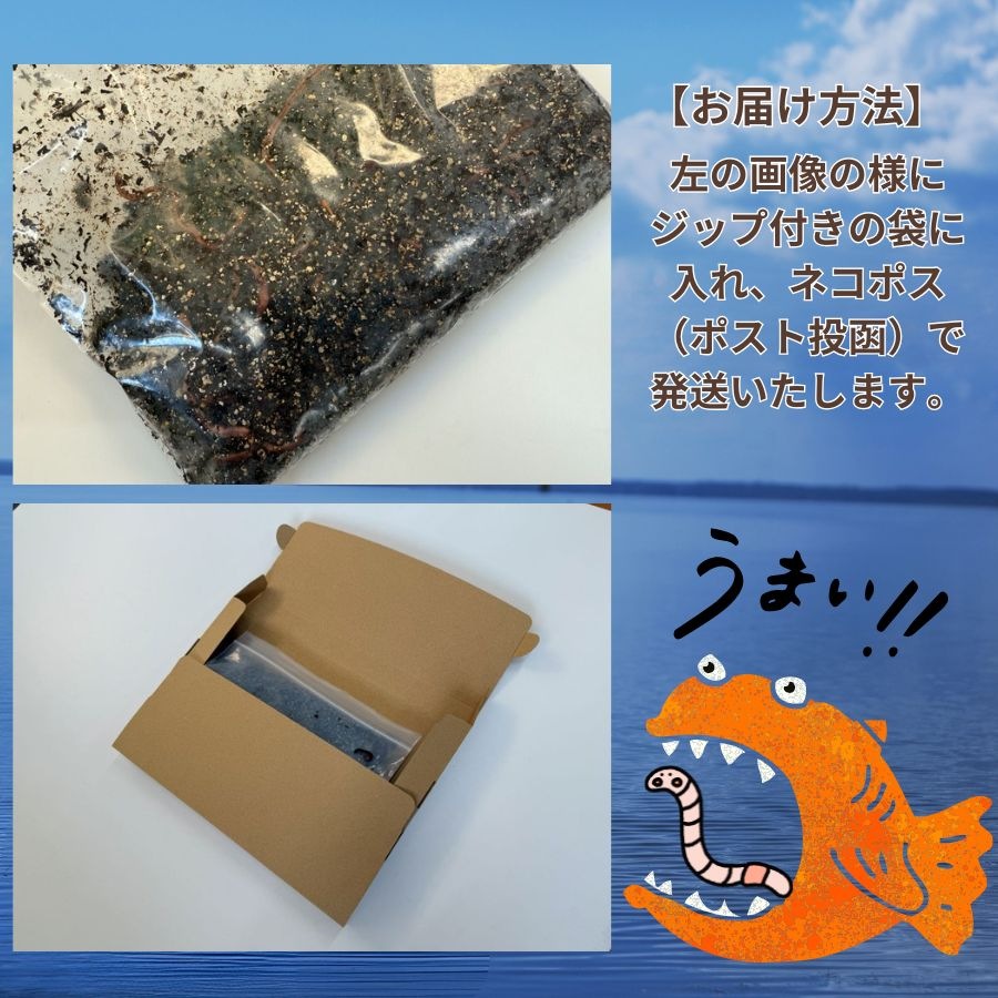 �ڻ��� ��ꤨ���ѡ���¡��ߤߤ�����50ɤ ������̵��