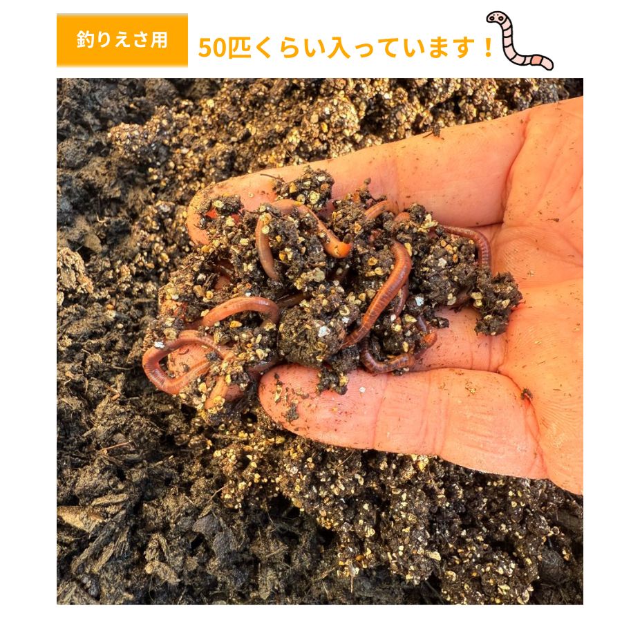 �ڻ��� ��ꤨ���ѡ���¡��ߤߤ�����50ɤ ������̵��