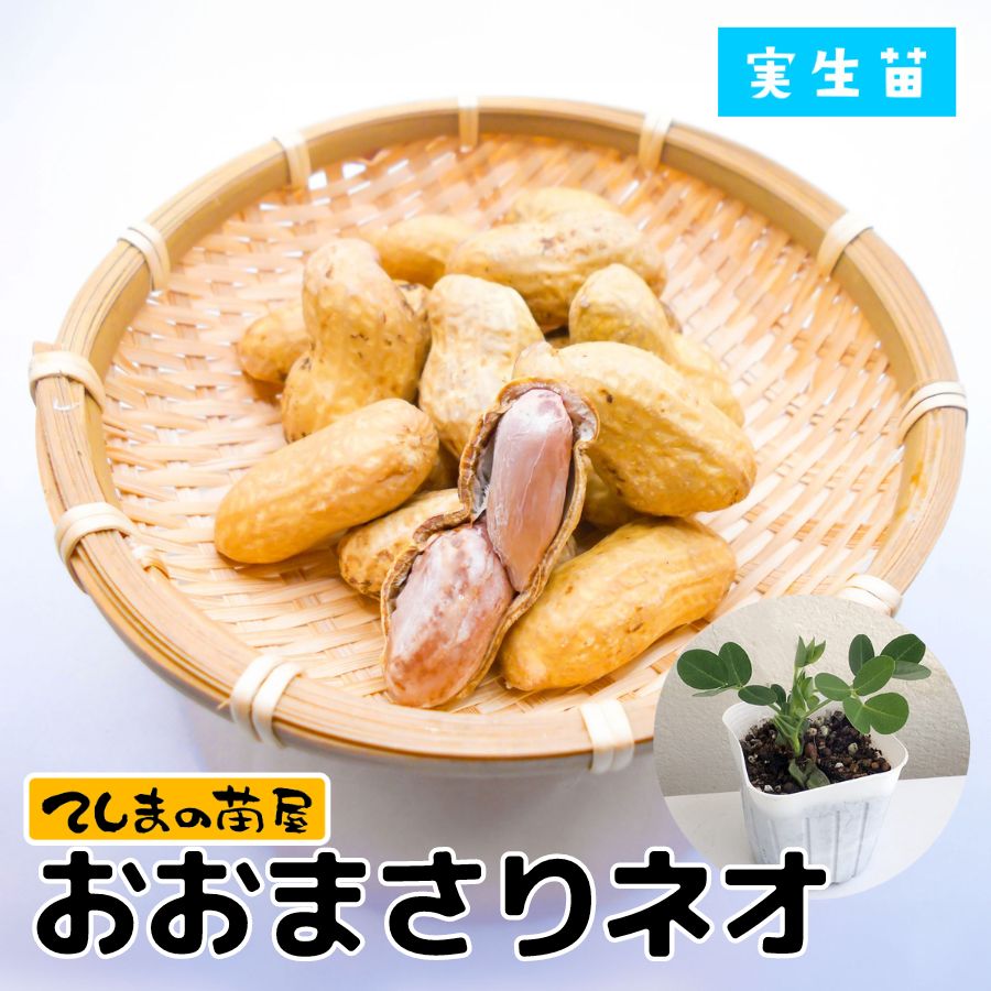 ڤƤޤġۡåġޤꡡġ9cmݥå