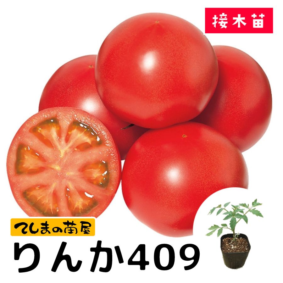 ڤƤޤġ ̥ȥޥ 409 Ǻ 9cmݥå     ڿ͵