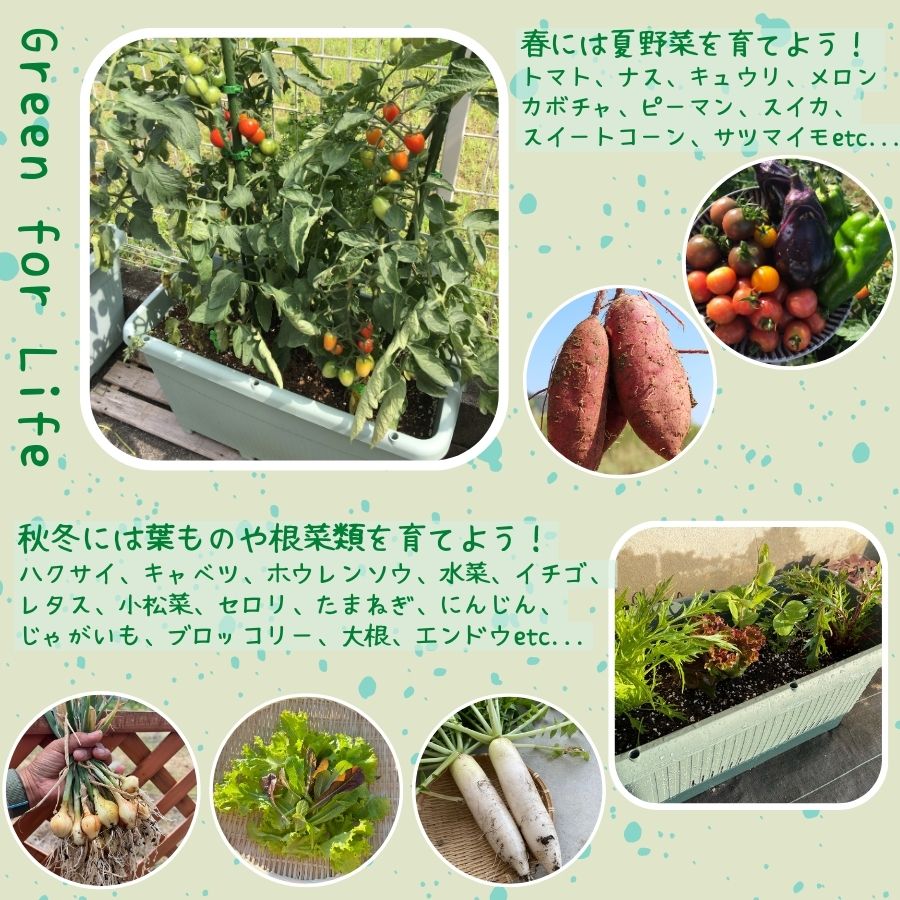 �ڤƤ��ޤλ��ۤƤ��ޤγ����ޡ�1��åȥ롡����ѡ�����