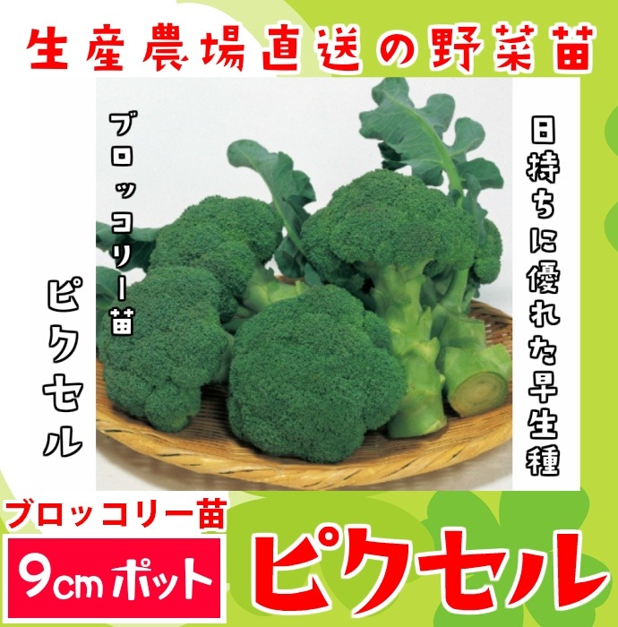 �ڤƤ��ޤ��ġ� �֥��å��꡼�� �ԥ����� �պ��� 9cm�ݥå� ����� ���� �� ���� �ڿ͵���