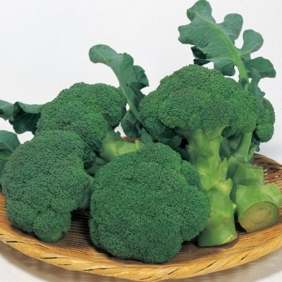 �ڤƤ��ޤ��ġ� �֥��å��꡼�� �ԥ����� �պ��� 9cm�ݥå� ����� ���� �� ���� �ڿ͵���