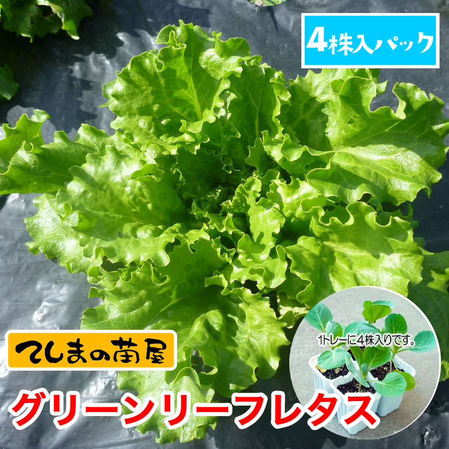 てしまの苗 グリーンリーフレタス苗 マザーグリーン 4株入りパック 葉菜苗 てしまの野菜苗 葉菜類の苗 リーフレタス てしまの苗屋 本店