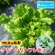 �ڤƤ��ޤ��ġۥ��꡼��꡼�ե쥿���ġ��ޥ������꡼��4������ѥå����պ��ġ�