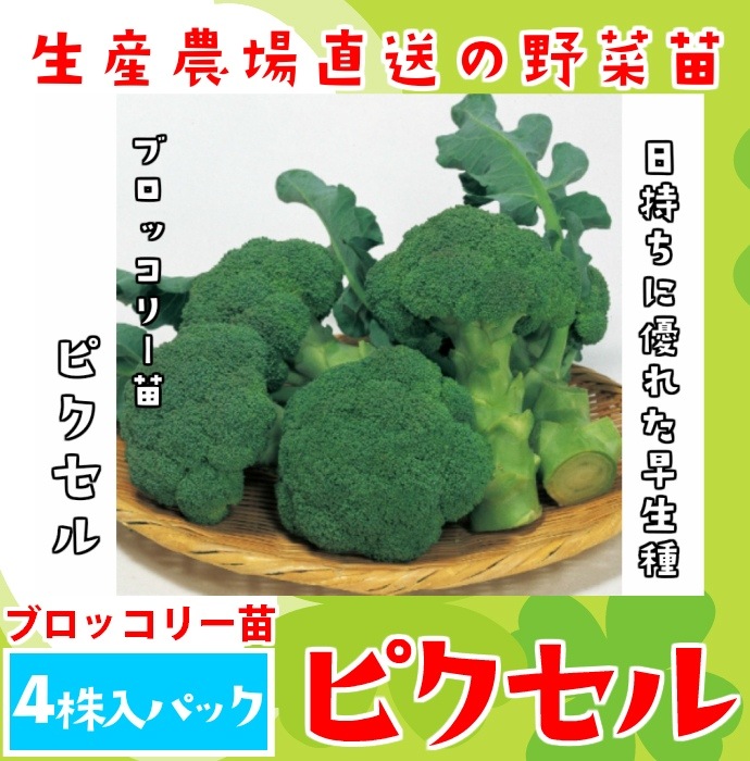 �ڤƤ��ޤ��ġ� �֥��å��꡼�� �ԥ����� �պ��� 4������ѥå� �ڿ͵���