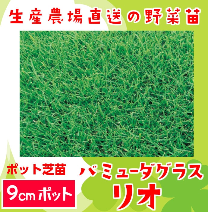 �ڤƤ��ޤ��ġۥݥåȼ��ġ��Хߥ塼�����饹���ꥪ���ݥåȼ�