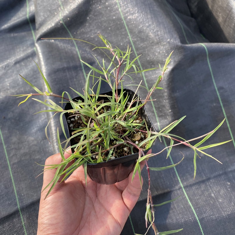 �ڤƤ��ޤ��ġۥݥåȼ��ġ��Хߥ塼�����饹���ꥪ���ݥåȼ�