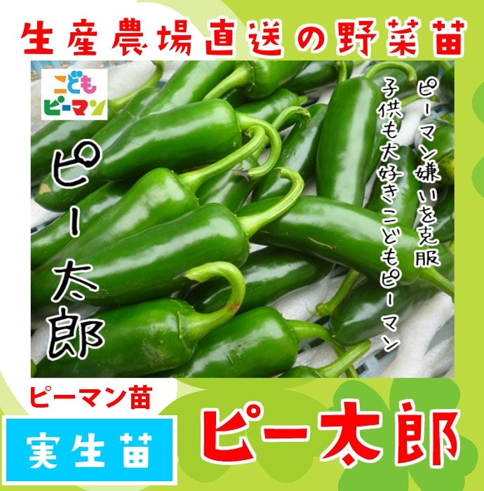 ڤƤޤġ  ԡޥ ԡϺ  9cmݥå     ڿ͵