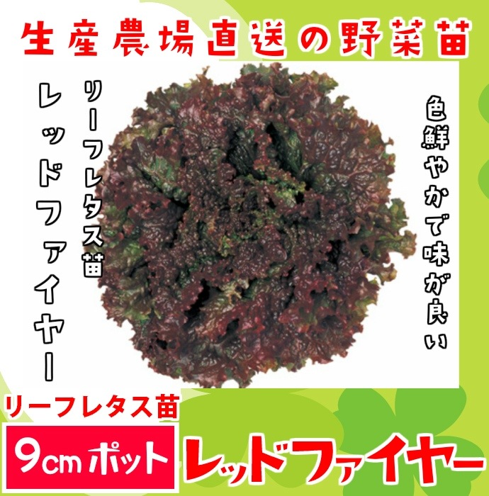 ڤƤޤġ 쥿 åɥե䡼 պ 9cmݥå     ڿ͵