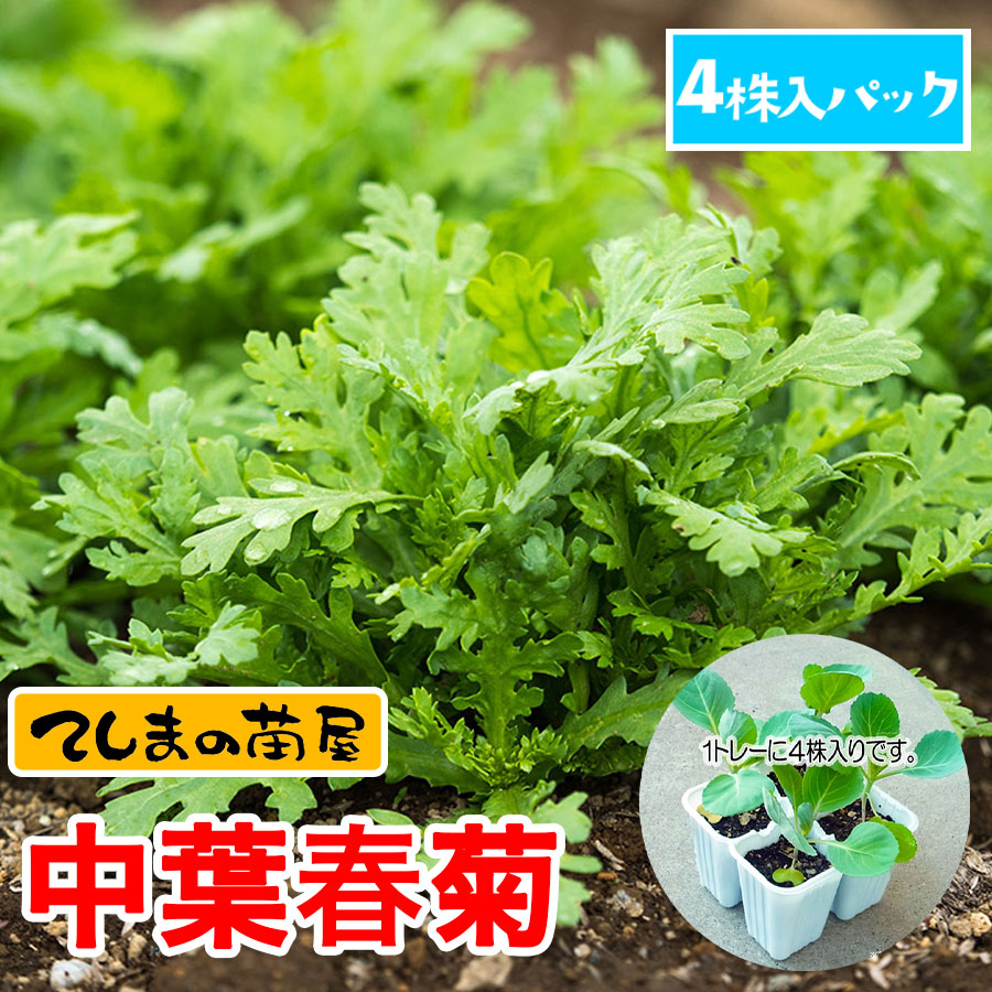 �ڤƤ��ޤ��ġ����ե���󥮥��ġ�4������ѥå����պ���