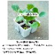 �ڤƤ��ޤ��ġ����ե���󥮥��ġ�4������ѥå����պ���
