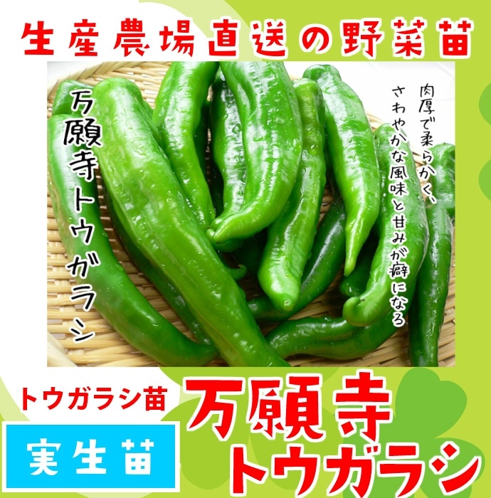 �ڤƤ��ޤ��ġ� �ȥ����饷�� ������ȥ����饷 ������ 9cm�ݥå� ����� ���� �� ���� �ڿ͵���