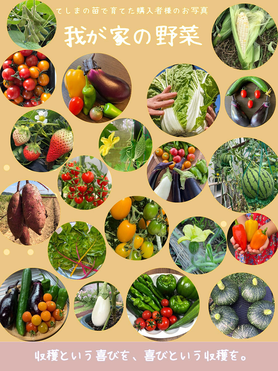 �ڤƤ��ޤ��ġ� �ȥ����饷�� ������ȥ����饷 ������ 9cm�ݥå� ����� ���� �� ���� �ڿ͵���