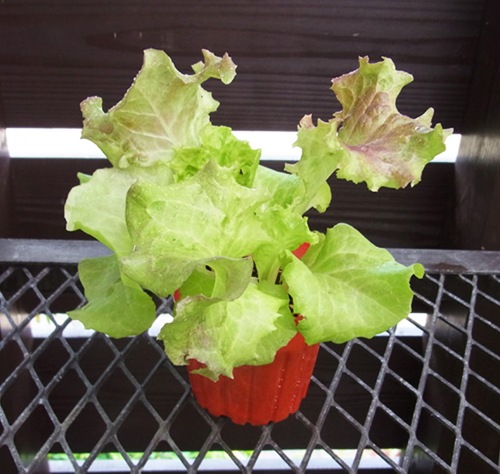 ڤƤޤġ 쥿 åɥե䡼  պ 4ѥå ڿ͵