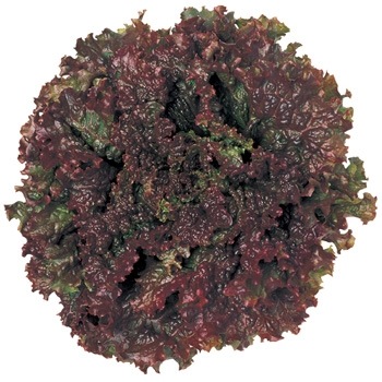 ڤƤޤġ 쥿 åɥե䡼  պ 4ѥå ڿ͵