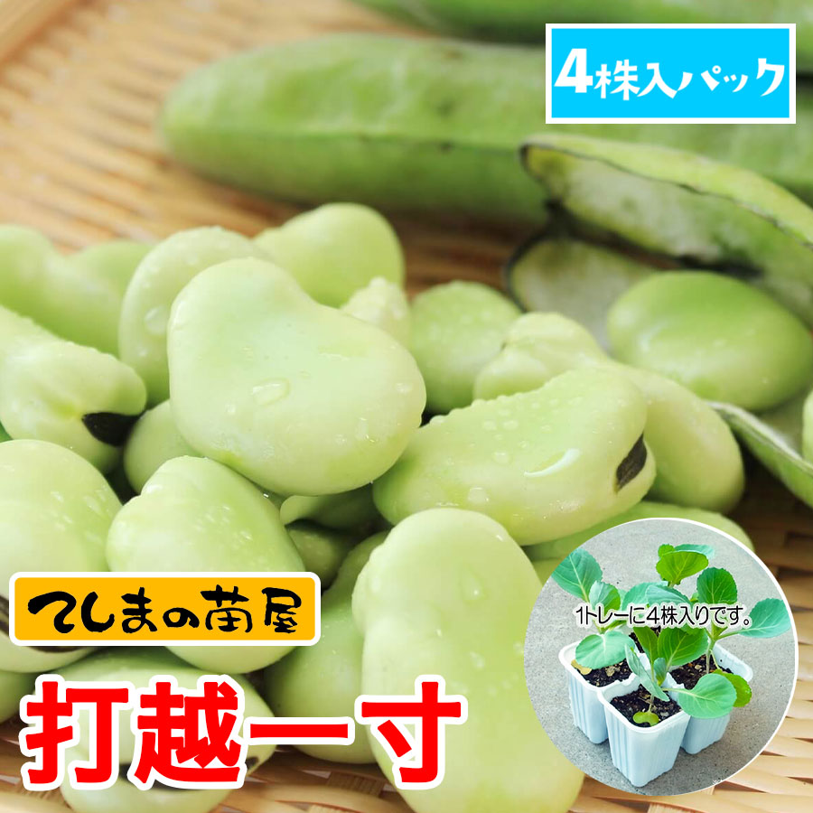 �ڤƤ��ޤ��ġۥ���ޥ��ġ��Ǳ۰�����4������ѥå���������