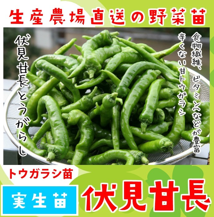 ڤƤޤġ ȥ饷 Ĺȥ饷  9cmݥå     ڿ͵