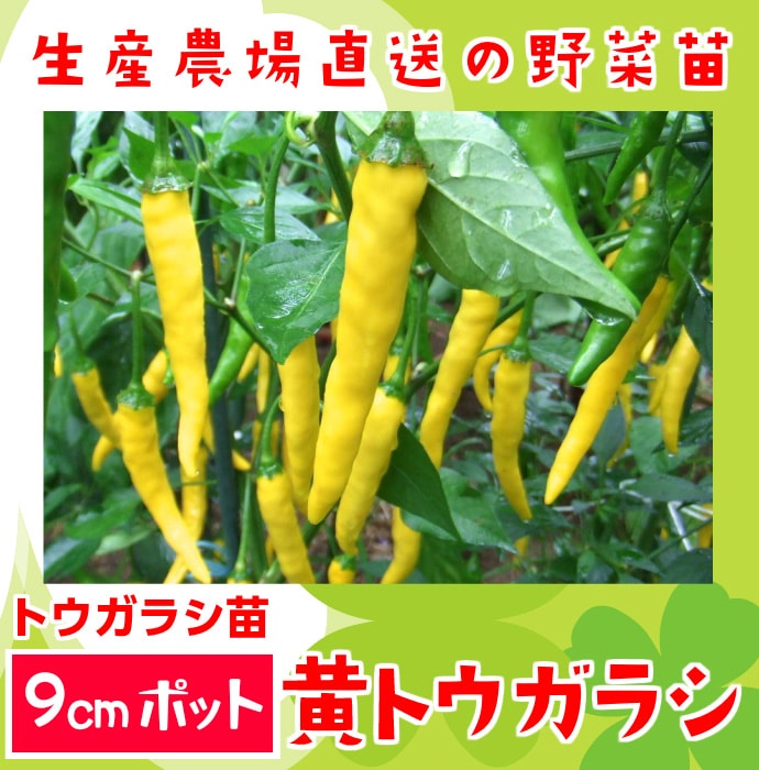 �ڤƤ��ޤ��ġۼ����ȥ����饷�ġ����ȥ����饷�������ġ�9cm�ݥåȡ�