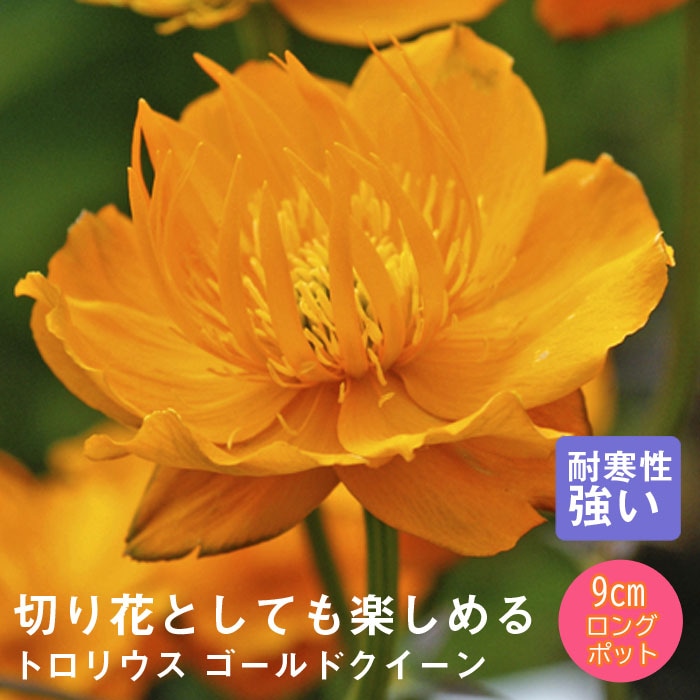 ͽ۽ɺ  ȥꥦ ɥ 󥰥ݥå ڤָ  ǥ ä󤽤 ¿ǯڣܤ缡ȯ