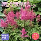 ��ͽ��۽ɺ��� �� ��������� �ꥺ����֥롼�� 9������󥰥ݥå� ���� Ⱦ���� �������� �����ǥ� ����ä��󤽤� ¿ǯ��ڣ�������ܤ��缡ȯ����