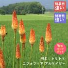 ͽ۽ɺ  ˥եե 륱 9󥰥ݥå 뤵˶ ѽ ä󤽤 ¿ǯ ڥ˥ڣ沼ܤ缡ȯ