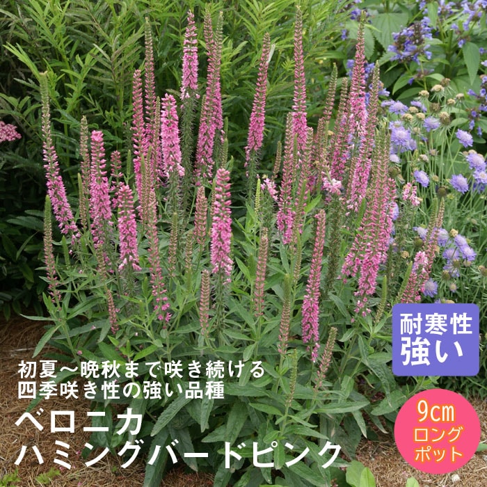 61 ＊暑さ寒さに強い宿根草ベロニカ（ハミングバード）ピンク　花終わり苗　来年用 ベロニカ ハミングバード ブルー、ピンク、ホワイト各1個／合計3