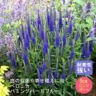 ��ͽ��۽ɺ��� �� �٥��˥� �ϥߥ󥰥С��ɥ֥롼 9������󥰥ݥå� ����Ͽ�ʼ�� �Х�˹礦 ����ä��󤽤� ¿ǯ��ڣ����Ⱦ���缡ȯ����