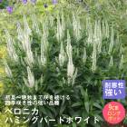 ��ͽ��۽ɺ��� �� �٥��˥� �ϥߥ󥰥С��ɥۥ磻�� 9������󥰥ݥå� ����Ͽ�ʼ�� �Х�˹礦 ����ä��󤽤� ¿ǯ��ڣ����Ⱦ���缡ȯ����