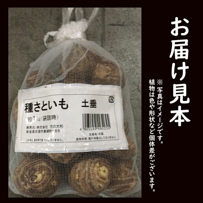 里芋 【 中国産 さといも 土垂 （ どだれ ）】 種球根 約1kg お徳用