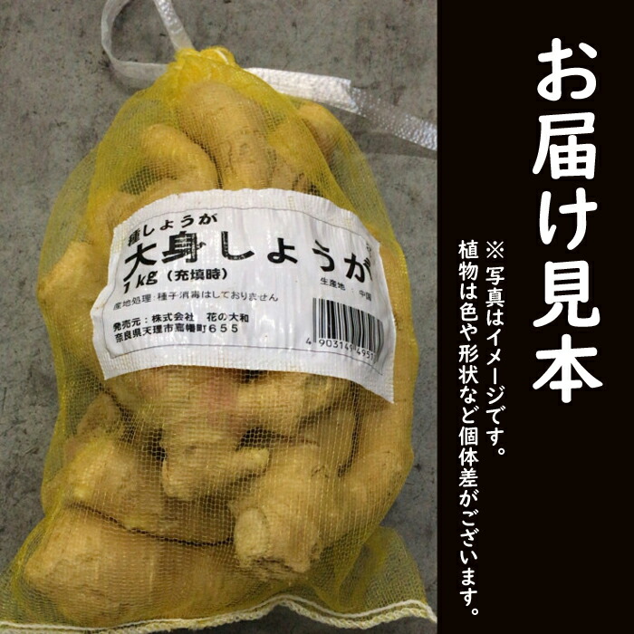 種生姜 【 中国産 大身 しょうが 】 種 球根 約1kg 家庭菜園 ショウガ