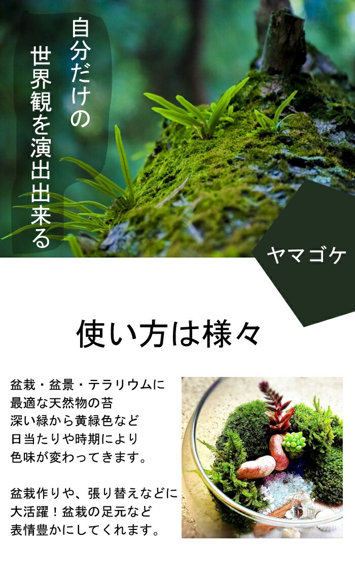 ヤマゴケ 山苔 18×11cmパック入り 苔 コケ こけ 苔テラリウム 盆栽