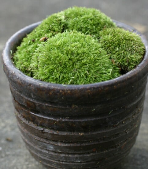 苔　山ゴケ　山苔　送料込み ヤマゴケ 山苔 18×11cmパック入り 苔 コケ こけ 苔テラリウム 盆栽