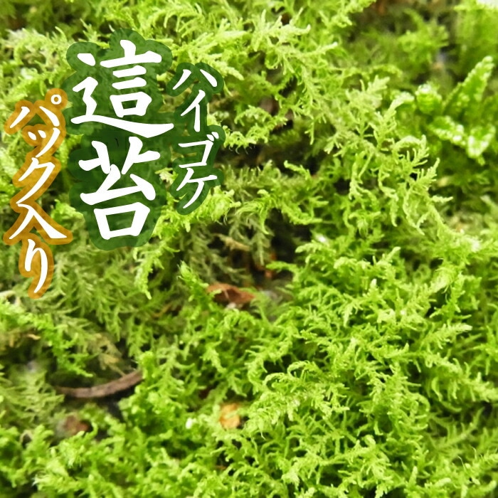★天然　ハイゴケ　５ケース分　【２ケース付き】　這苔 苔玉 庭 テラリウム 花 ☆天然ハイゴケ5ケース分【2ケース付き】這苔 苔玉 庭