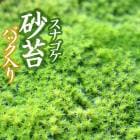 スナゴケ 砂苔 55×35cmトレー入り 苔 コケ こけ 苔テラリウム