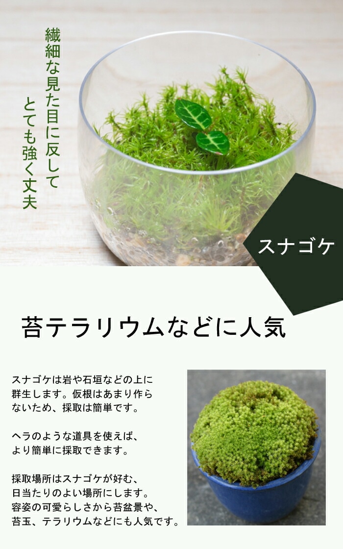 スナゴケ 砂苔 18×11cmパック入り 苔 コケ こけ 苔テラリウム 盆栽