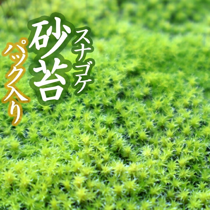 スナゴケ　砂苔　10枚 11,000円　送料込み　天然 40㎝✖︎30㎝ スナゴケ 砂苔 こけ すなごけ 半トレー25×30cm 苔盆栽 苔