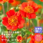 ��ͽ��۽ɺ��� �� ������ ���� 9������󥰥ݥå� �Х�˹礦 ����ä��󤽤� ¿ǯ�� �ڥ�˥���ڣ����Ⱦ���缡ȯ����