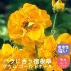 ��ͽ��۽ɺ��� �� ������ ������ɥܡ��� ��������󥰥ݥå� �Х�˹礦 ����ä��󤽤� ¿ǯ�� �ڥ�˥���ڣ����Ⱦ���缡ȯ����