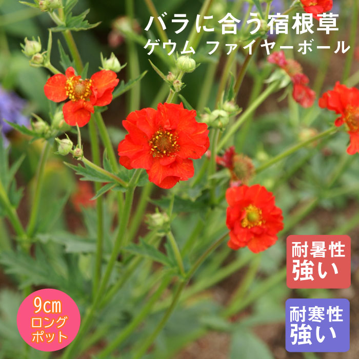 ��ͽ��۽ɺ��� �� ������ �ե����䡼�ܡ��� ��������󥰥ݥå� �Х�˹礦 ����ä��󤽤� ¿ǯ�� �ڥ�˥���ڣ����Ⱦ���缡ȯ����