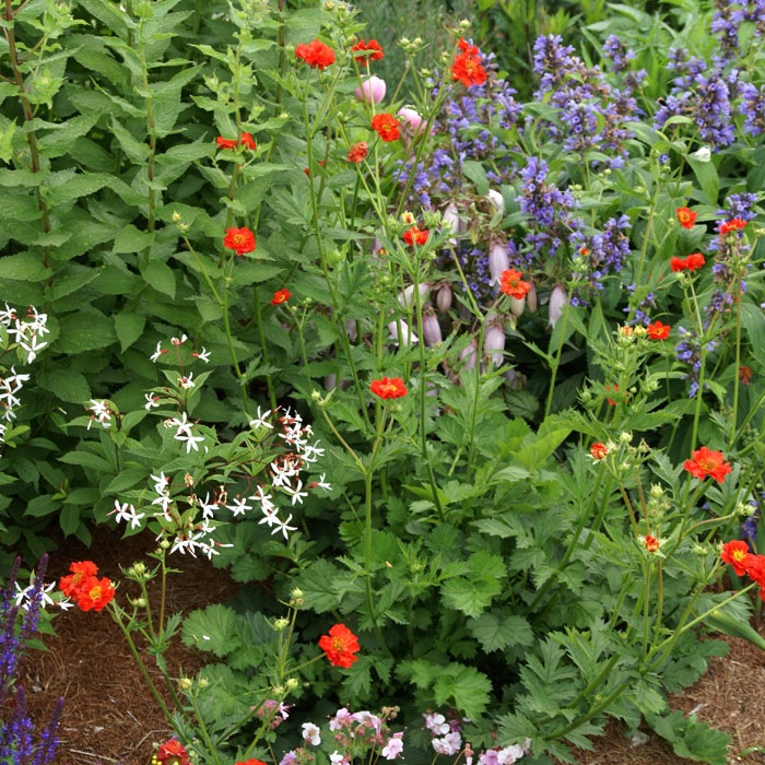 宿根草苗No.6　 9cmポット8個 楽天市場】【予約】宿根草 苗 セット 9cmロングポット 季節の