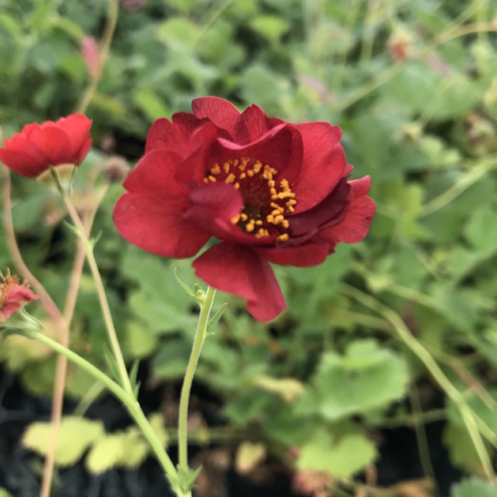 宿根草 苗 ゲウム ファイヤーボール 9cmロングポット バラに合う