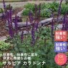 �ɺ��� �� ����ӥ� ����ɥ�� ��������󥰥ݥå� �Х�˹礦