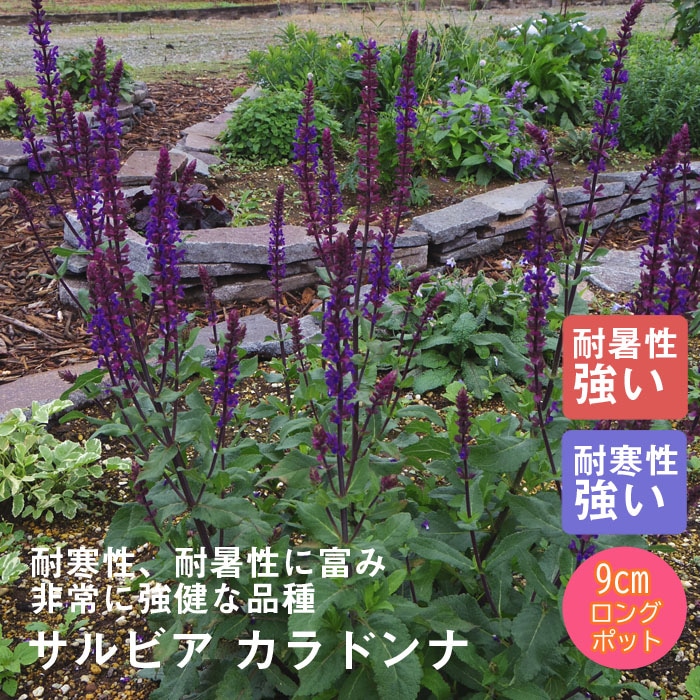 宿根草 苗 サルビア カラドンナ 9cmロングポット バラに合う