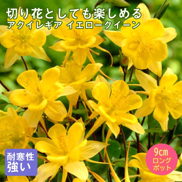 ͽ۽ɺ  쥮  9󥰥ݥå ڤָ ä󤽤 ¿ǯ ڥ˥ڣ沼ܤ缡ȯ