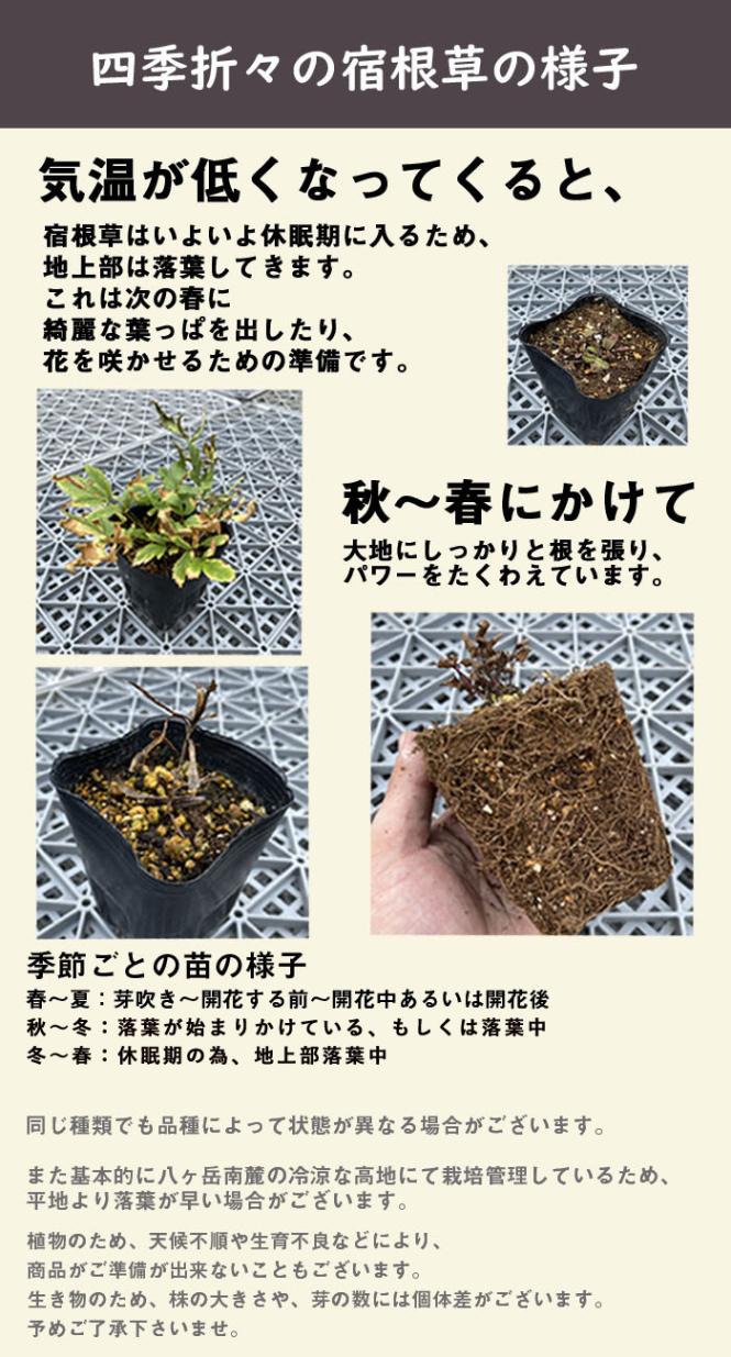宿根草 苗 アクイレギア イエロークイーン 9cmロングポット 切り花